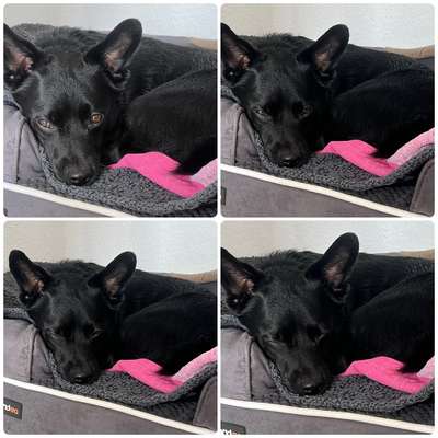 TierschutzhundeStammtisch🐕-Beitrag-Bild