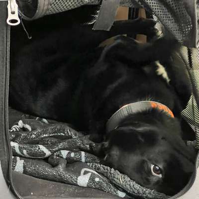 TierschutzhundeStammtisch🐕-Beitrag-Bild