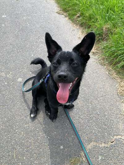 Wie kamst du zu deinem Hund?-Beitrag-Bild