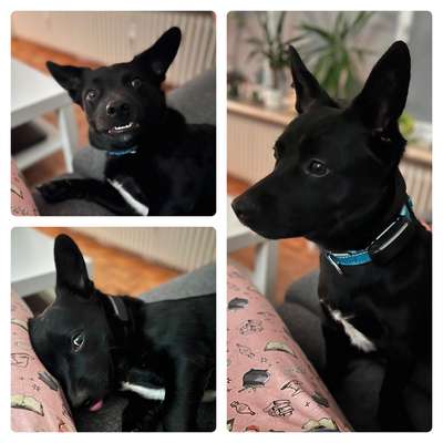 TierschutzhundeStammtisch🐕-Beitrag-Bild
