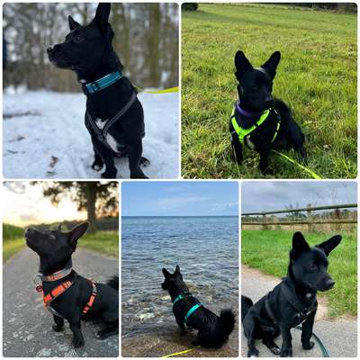 TierschutzhundeStammtisch🐕-Beitrag-Bild