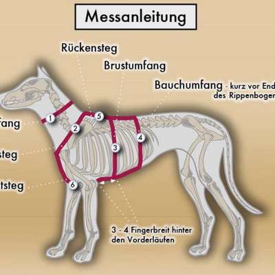 Wie sitzt mein Geschirr?-Beitrag-Bild