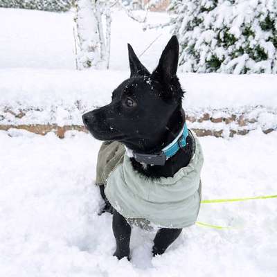 Mit oder ohne Unterfell?-Beitrag-Bild