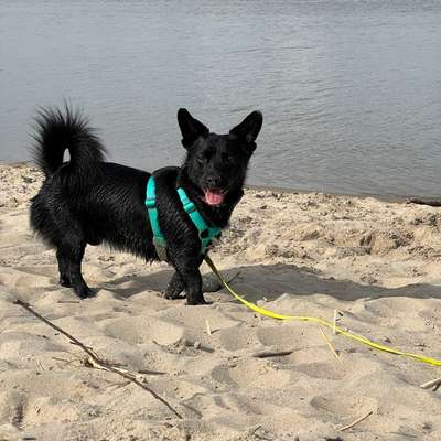 TierschutzhundeStammtisch🐕-Beitrag-Bild