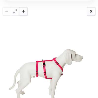 Panikgeschirr für Pomeranian-Mix-Beitrag-Bild