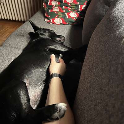 Bauchi kraulen?-Beitrag-Bild