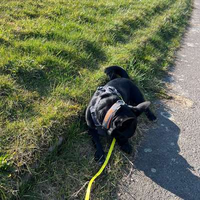 TierschutzhundeStammtisch🐕-Beitrag-Bild