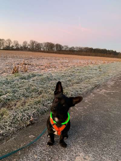 Lustige Hundenamen-Beitrag-Bild