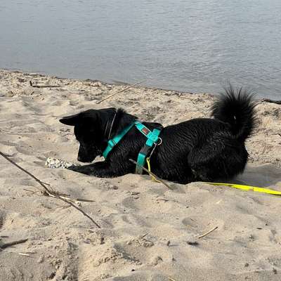 TierschutzhundeStammtisch🐕-Beitrag-Bild