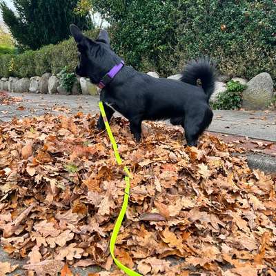 Warmer Regenmantel für Dackelmix gesucht-Beitrag-Bild