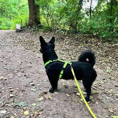 Ringelrute-Beitrag-Bild