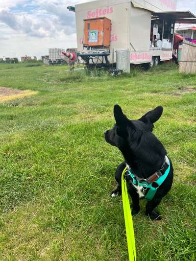 Wie sitzt mein Geschirr?-Beitrag-Bild