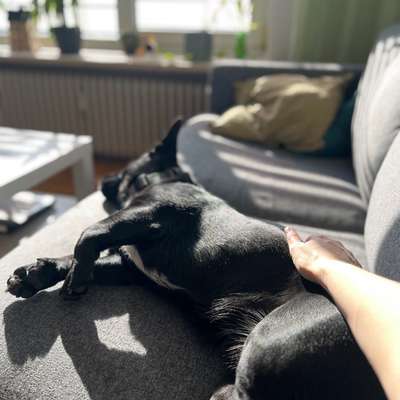 TierschutzhundeStammtisch🐕-Beitrag-Bild