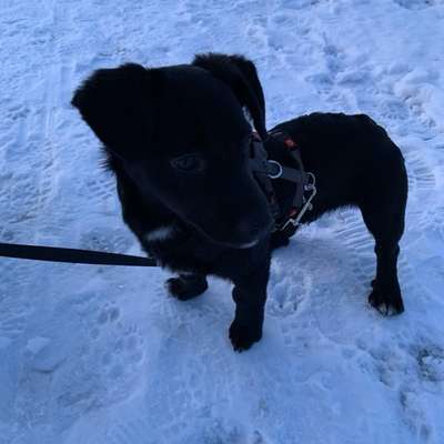 TierschutzhundeStammtisch🐕-Beitrag-Bild