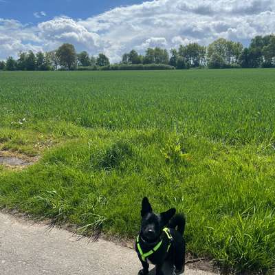 TierschutzhundeStammtisch🐕-Beitrag-Bild