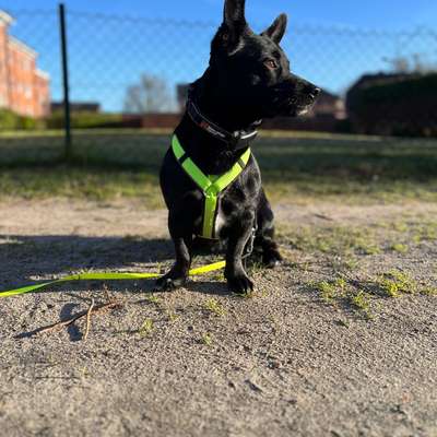 TierschutzhundeStammtisch🐕-Beitrag-Bild