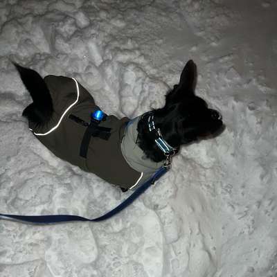 TierschutzhundeStammtisch🐕-Beitrag-Bild