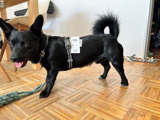 Wie sitzt mein Geschirr?-Beitrag-Bild