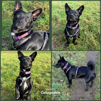 Wie sitzt mein Geschirr?-Beitrag-Bild