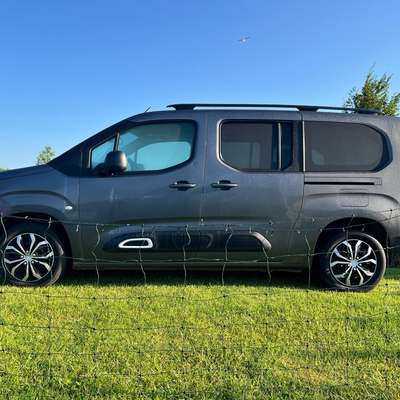 Welches Auto mit welchem Hund-Beitrag-Bild