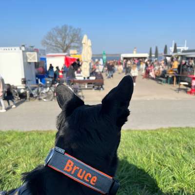 TierschutzhundeStammtisch🐕-Beitrag-Bild