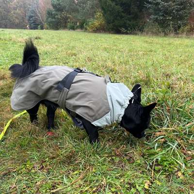 TierschutzhundeStammtisch🐕-Beitrag-Bild
