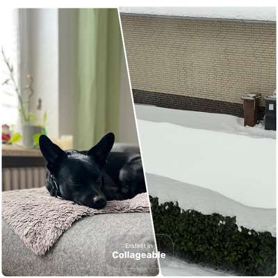 TierschutzhundeStammtisch🐕-Beitrag-Bild