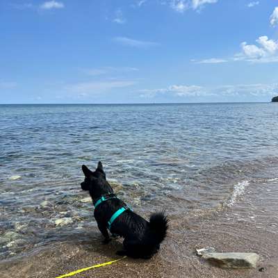 Brustgeschirr im Sommer-Beitrag-Bild