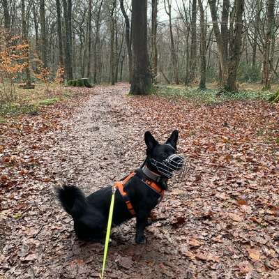 Sei kein Dummi nimm ein Gu....Giftköderschutz-Beitrag-Bild