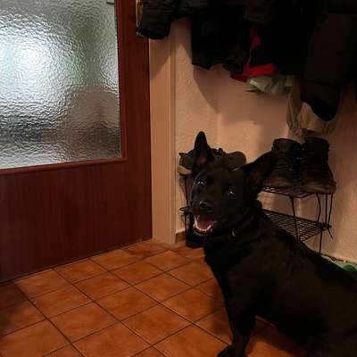 TierschutzhundeStammtisch🐕-Beitrag-Bild