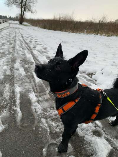 Welches Halsband trägt dein Hund und warum dieses?-Beitrag-Bild