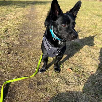 Geschirr mit Frontclip-Beitrag-Bild