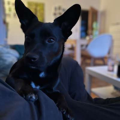 TierschutzhundeStammtisch🐕-Beitrag-Bild