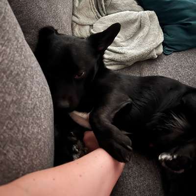 TierschutzhundeStammtisch🐕-Beitrag-Bild