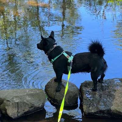 TierschutzhundeStammtisch🐕-Beitrag-Bild