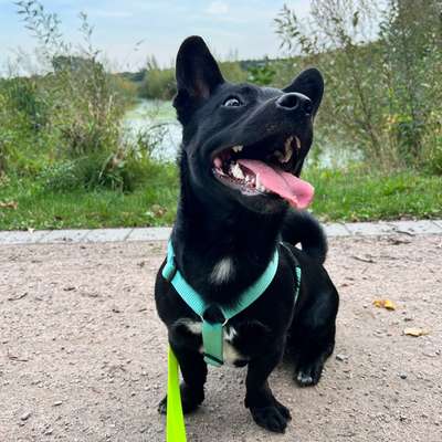 Warmer Regenmantel für Dackelmix gesucht-Beitrag-Bild