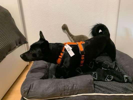 Wie sitzt mein Geschirr?-Beitrag-Bild