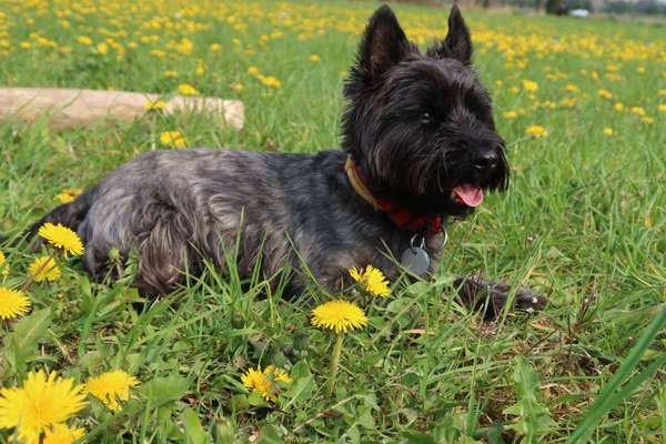 Fotochallenge No. 26                                     Wald und Wiese-Beitrag-Bild