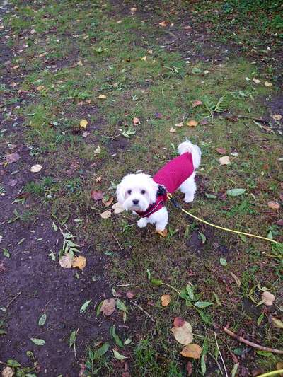 Kleine Hunde ganz Groß-Beitrag-Bild