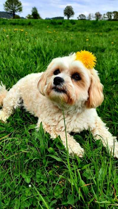 27. Collagen Challenge - Dein Hund mit Blume(n)-Beitrag-Bild