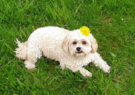 27. Collagen Challenge - Dein Hund mit Blume(n)-Beitrag-Bild