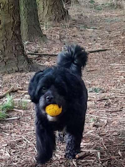 Dogorama Photo Challenge - Rund-Beitrag-Bild