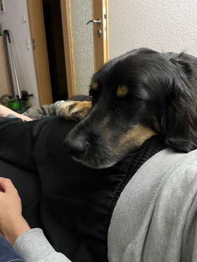 Hovawart-Beitrag-Bild