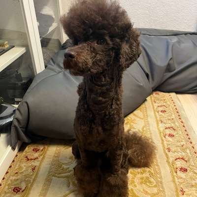 Hundetreffen-Gassi/ spielen/ Sozialisierung-Bild