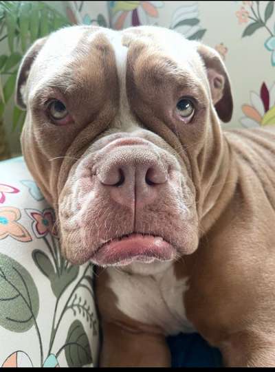 Foto-Challenge: Der schmollende Hund-Beitrag-Bild