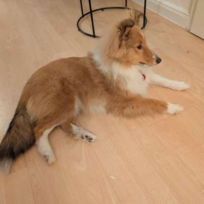 Hundetreffen-Spieltreffen kleine Hunde / Junghunde / Welpen-Bild