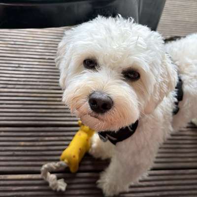 Hundetreffen-Spielkumpel gesucht-Bild