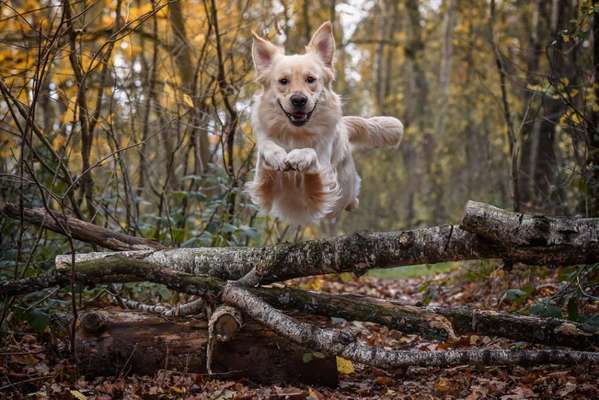 Die Dogorama Kalender Challenge Titelbild-Beitrag-Bild