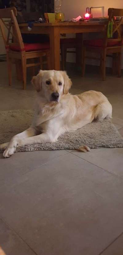 Wo sind die Golden Retriever Liebhaber?-Beitrag-Bild