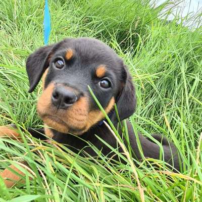 Welpen Bilder !-Beitrag-Bild